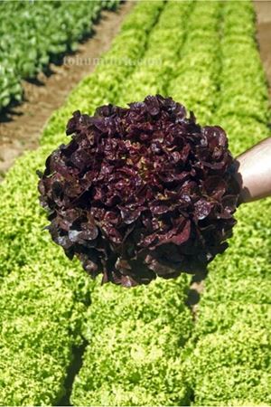 Exotine Kıvırcık Marul Tohumu