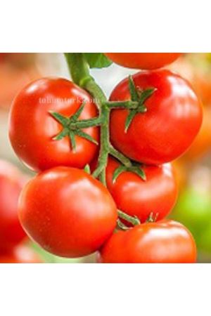 Yiğido F1 Sırık Domates Tohumu