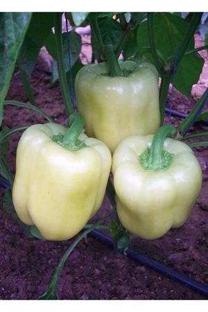 Cila F1 Biber Tohumu