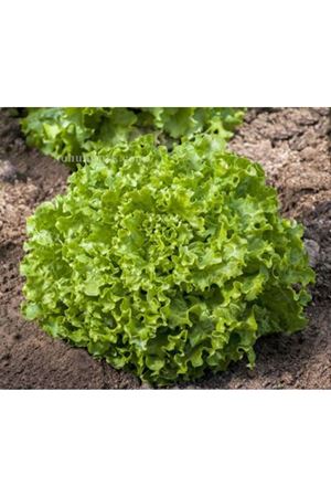 Bellafiesta Kıvırcık Marul Tohumu