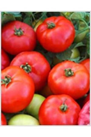 Marmara F1 Oturak Domates Tohumu