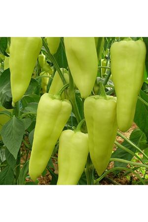 Elmas F1 Biber Tohumu