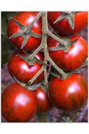 Kaplan F1 Domates Tohumu