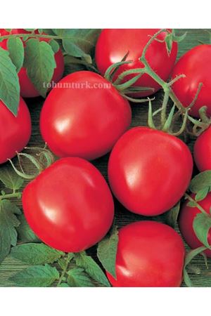 Topsport F1 Oturak Domates Tohumu