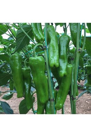 Buket F1 Biber Tohumu