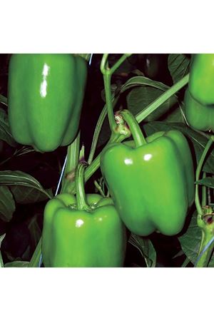 Zafer F1 Biber Tohumu