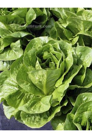 Mathelote Yedikule Tipi Marul Tohumu