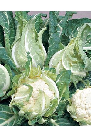 Favola F1 95 - 100 Günlük Karnıbahar