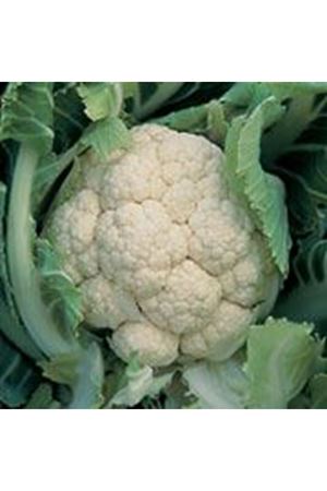 Midar F1 Karnabahar Tohumu