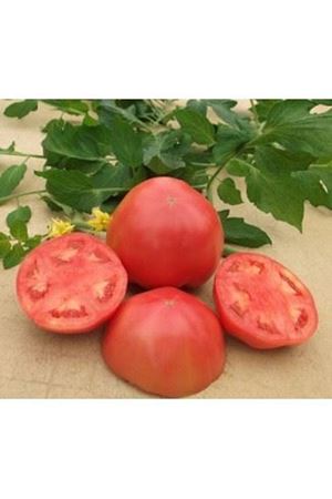Gülpembe F1 Domates Tohumu