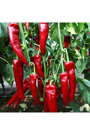 Aydemir F1 Biber Tohumu