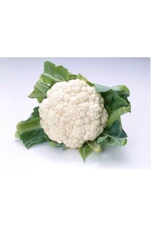 Süphan F1 Karnabahar Tohumu