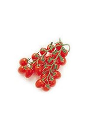 Piccadilly F1 Mini Salkım Domates