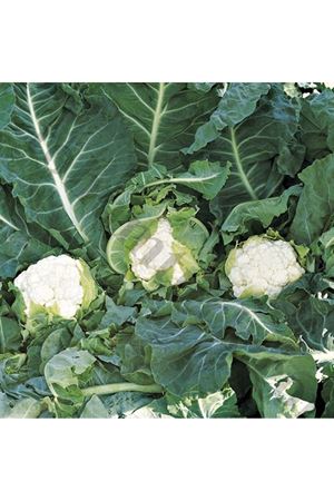 Ortana F1 Erkenci Karnabahar Tohumu