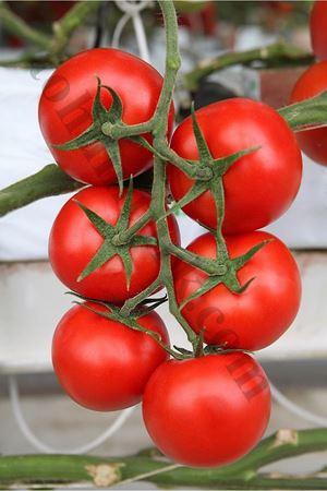 Merkür F1 Salkım Domates