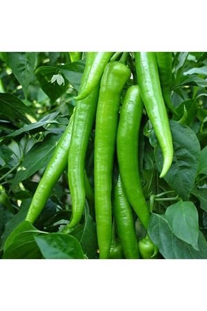 Mert F1 Biber Tohumu