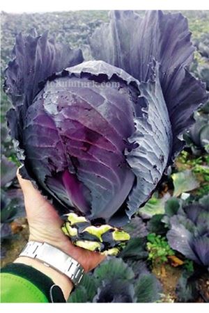 Davaro F1 Kırmızı Lahana Tohumu