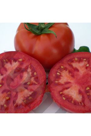 Servet F1 Oturak Domates