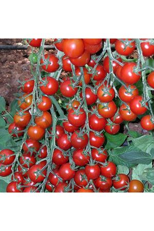 Yeniçeri F1 Kiraz Domates