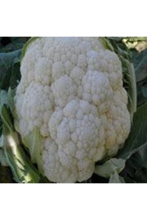 Kariyer F1 150 - 170 Günlük Karnıbahar