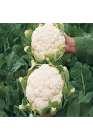 Marine F1 85- 90 Günlük Karnıbahar