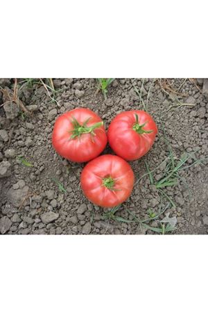 Aspem  Oturak Pembe Domates Tohumu