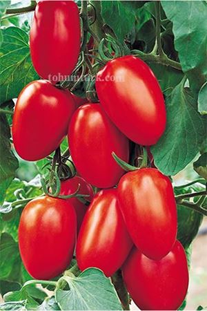 Benito F1 Domates Tohumu