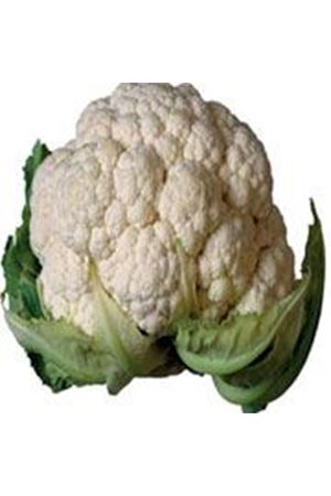 Lestren F1 115- 125 Günlük Karnıbahar