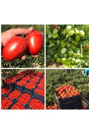 Kamenta F1 Hem Sanayi Hem Sofralık Domates Tohumu