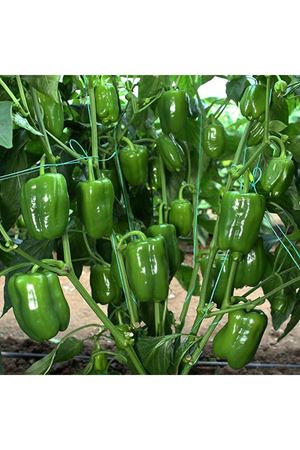 Doğanay F1 Biber Tohumu