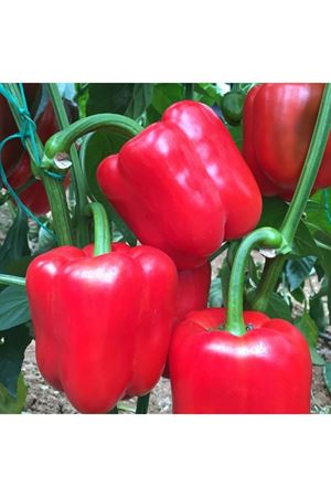 Koray F1 Biber Tohumu