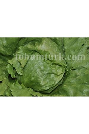 Wismar İceberg Marul Tohumu