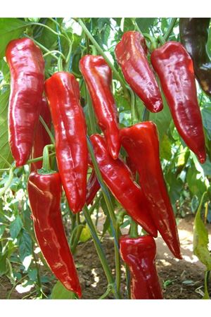 Arena F1 Biber Tohumu