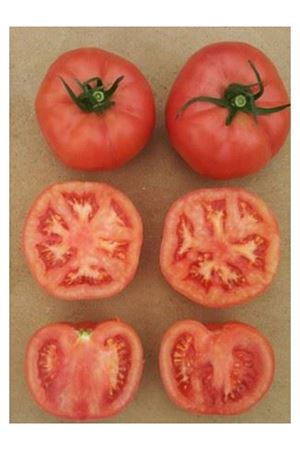 Pembepanter F1 Sırık Pembe Domates