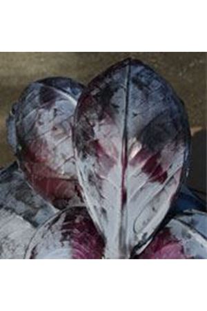 Rebecca F1 90-120 Günlük Kırmızı Lahana