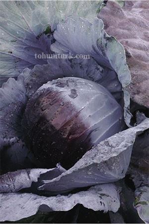 Alex F1 Kırmızı Lahana Tohumu