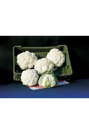 Fargo F1 86 -90 Günlük Karnıbahar