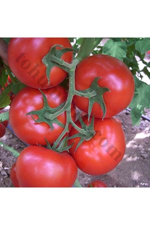 Alkan F1 Tane Domates