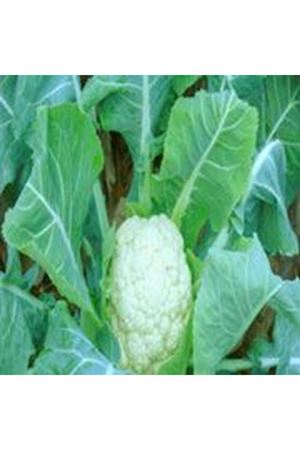 Fiorino F1 140 - 160 Günlük Karnıbahar