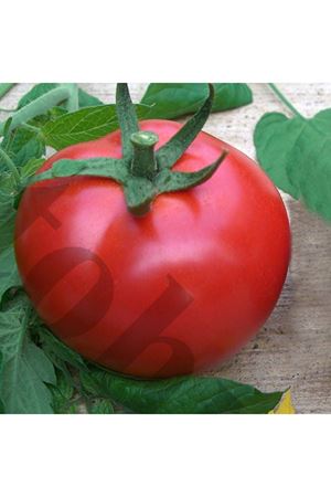 Y 65 Oturak Domates Tohumu