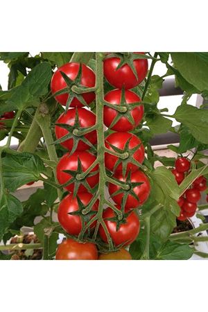 Aroma F1 Kokteyl Domates