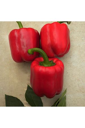 Aktör F1 Biber Tohumu