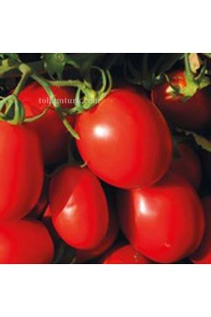 Ab8058 F1 Sanayilik Domates Tohumu