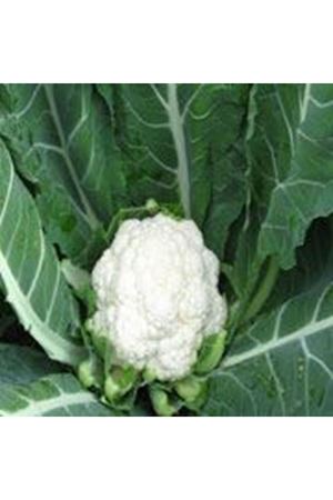 Korlanu F1 65- 70 Günlük Karnıbahar