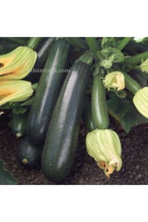 Radiant F1 Kabak Tohumu