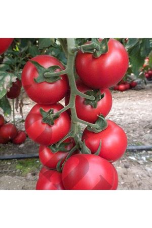 Azeri F1 Tane Domates