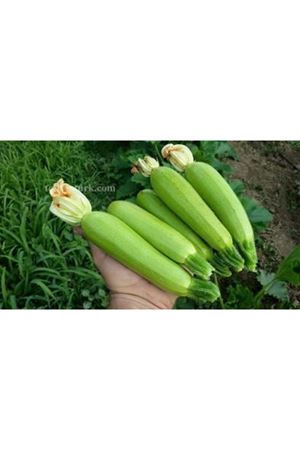 Majestee ( L97 ) F1 Kabak Tohumu