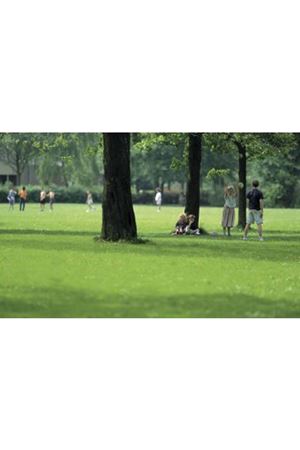 ULUSOY TOHUM 4M JOKER ÇİM TOHUMU