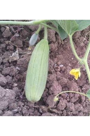 Acur Tohumu Yeşil Badem Tipi