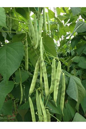 Şekerpare Fasülye Tohumu